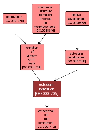 GO:0001705 - ectoderm formation (interactive image map)