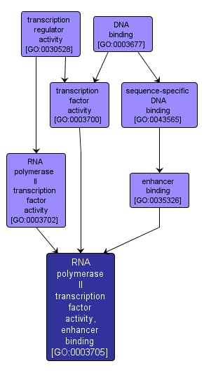 GO:0003705 - RNA polymerase II transcription factor activity, enhancer binding (interactive image map)