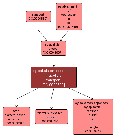 GO:0030705 - cytoskeleton-dependent intracellular transport (interactive image map)