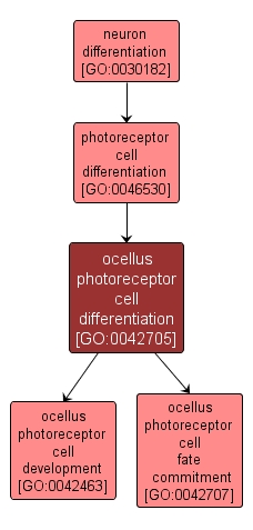 GO:0042705 - ocellus photoreceptor cell differentiation (interactive image map)