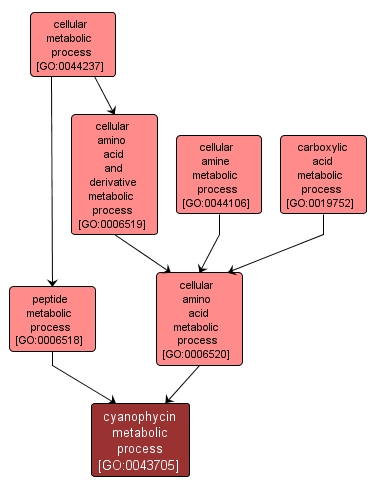 GO:0043705 - cyanophycin metabolic process (interactive image map)