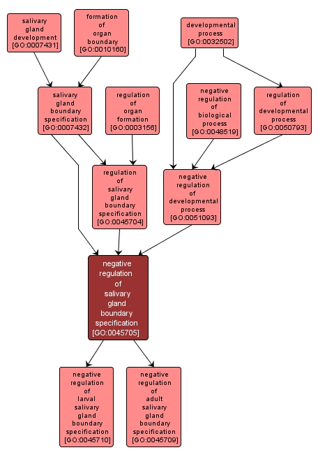 GO:0045705 - negative regulation of salivary gland boundary specification (interactive image map)