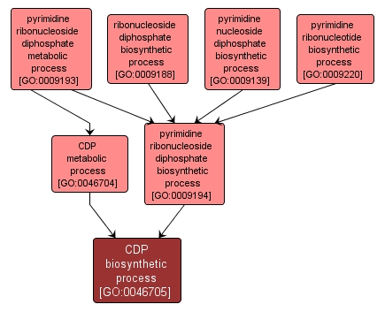 GO:0046705 - CDP biosynthetic process (interactive image map)