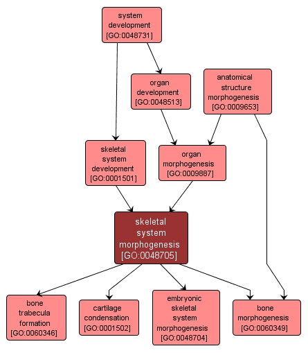 GO:0048705 - skeletal system morphogenesis (interactive image map)