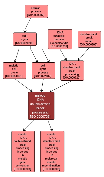 GO:0000706 - meiotic DNA double-strand break processing (interactive image map)