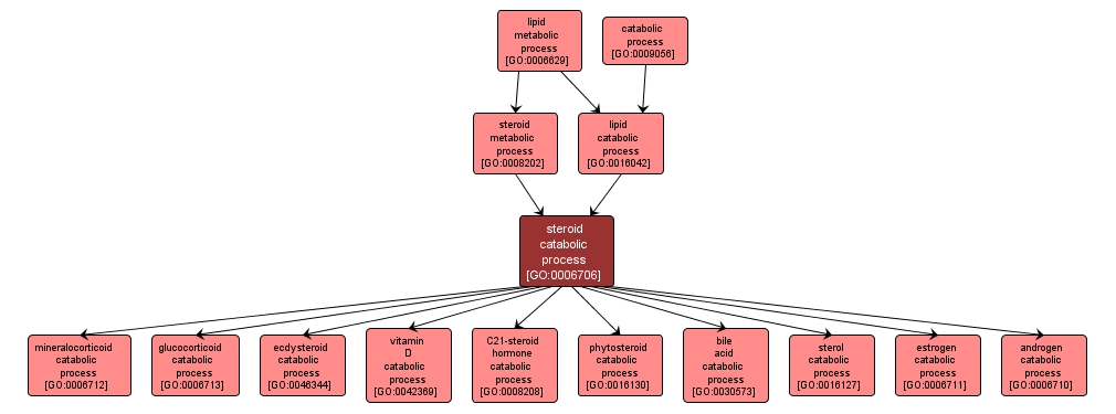 GO:0006706 - steroid catabolic process (interactive image map)