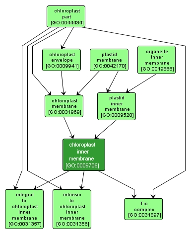 GO:0009706 - chloroplast inner membrane (interactive image map)