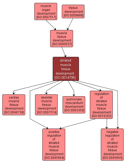 GO:0014706 - striated muscle tissue development (interactive image map)