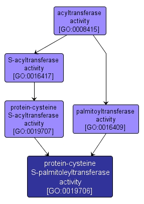 GO:0019706 - protein-cysteine S-palmitoleyltransferase activity (interactive image map)