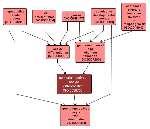 GO:0030706 - germarium-derived oocyte differentiation (interactive image map)