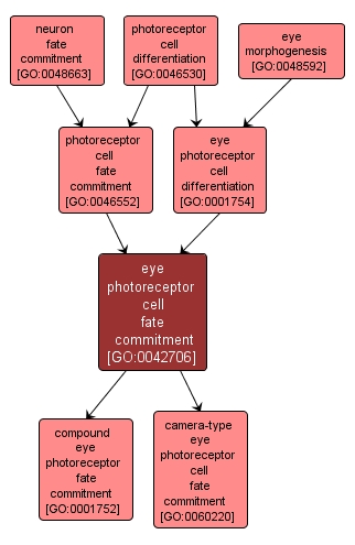 GO:0042706 - eye photoreceptor cell fate commitment (interactive image map)