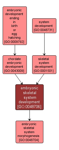 GO:0048706 - embryonic skeletal system development (interactive image map)