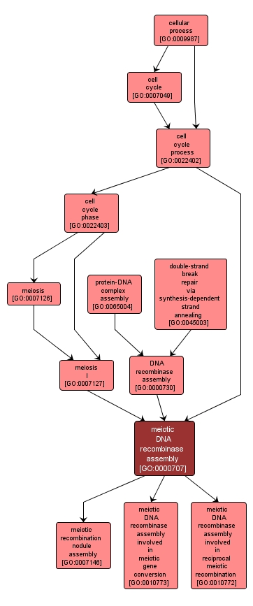 GO:0000707 - meiotic DNA recombinase assembly (interactive image map)