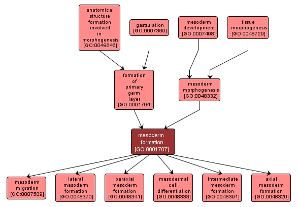 GO:0001707 - mesoderm formation (interactive image map)