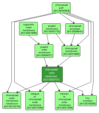 GO:0009707 - chloroplast outer membrane (interactive image map)