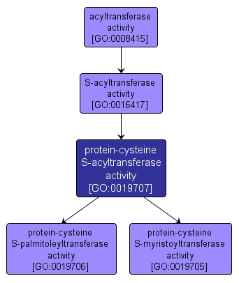 GO:0019707 - protein-cysteine S-acyltransferase activity (interactive image map)