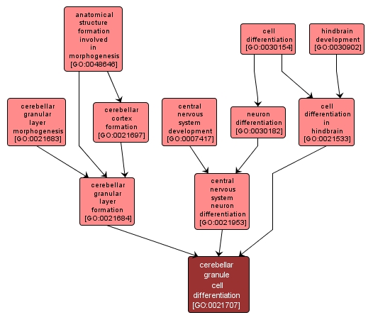 GO:0021707 - cerebellar granule cell differentiation (interactive image map)