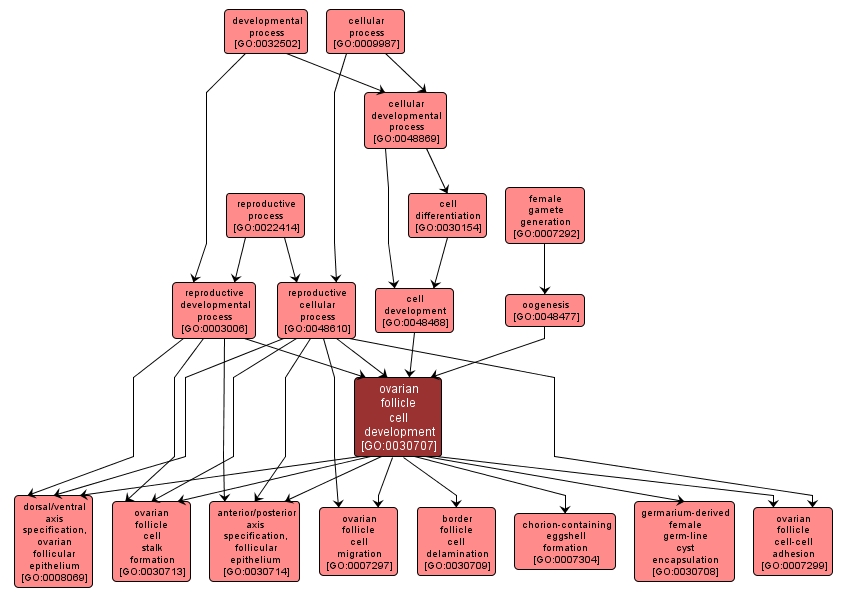 GO:0030707 - ovarian follicle cell development (interactive image map)