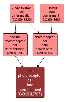 GO:0042707 - ocellus photoreceptor cell fate commitment (interactive image map)