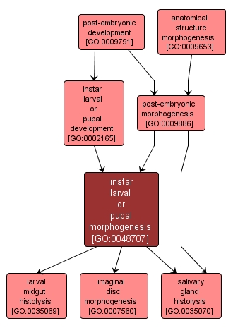 GO:0048707 - instar larval or pupal morphogenesis (interactive image map)