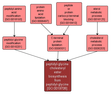 GO:0019708 - peptidyl-glycine cholesteryl ester biosynthesis from peptidyl-glycine (interactive image map)