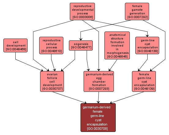 GO:0030708 - germarium-derived female germ-line cyst encapsulation (interactive image map)