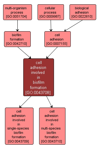 GO:0043708 - cell adhesion involved in biofilm formation (interactive image map)