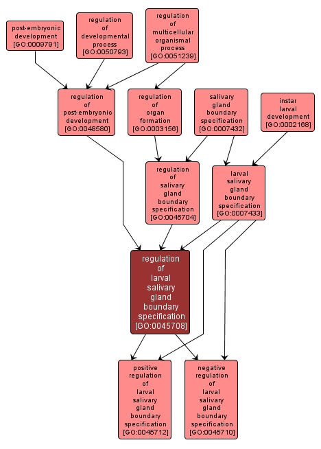 GO:0045708 - regulation of larval salivary gland boundary specification (interactive image map)