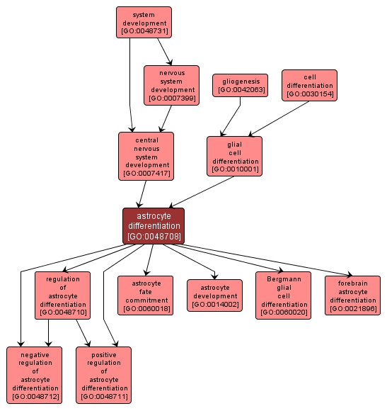 GO:0048708 - astrocyte differentiation (interactive image map)