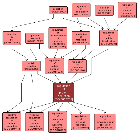 GO:0050708 - regulation of protein secretion (interactive image map)