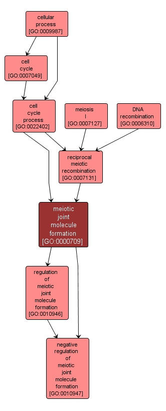 GO:0000709 - meiotic joint molecule formation (interactive image map)