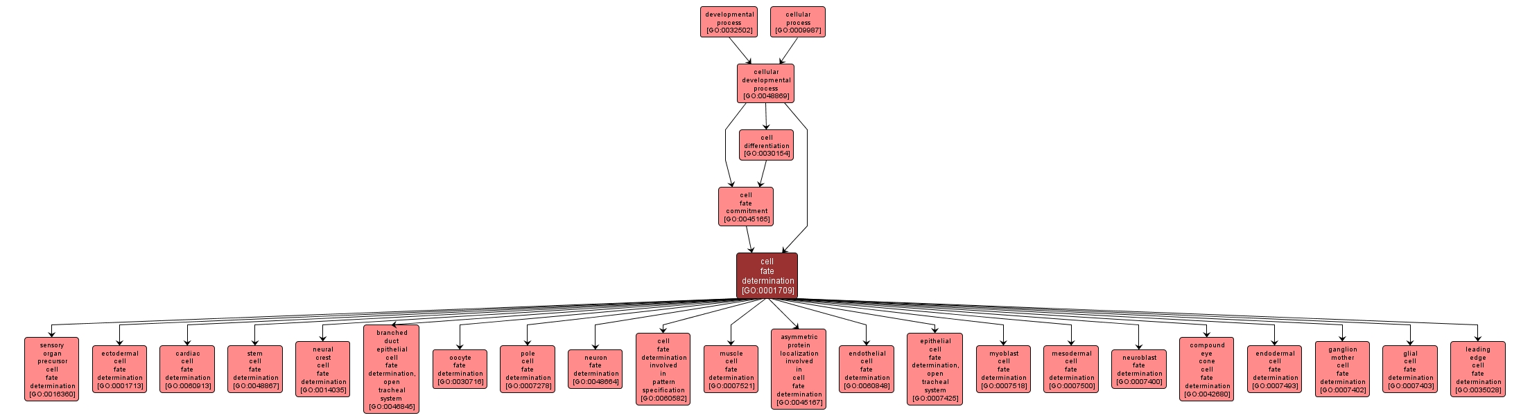 GO:0001709 - cell fate determination (interactive image map)