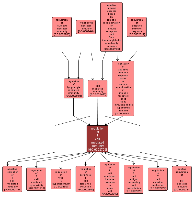 GO:0002709 - regulation of T cell mediated immunity (interactive image map)