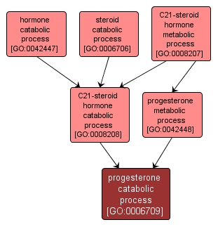 GO:0006709 - progesterone catabolic process (interactive image map)