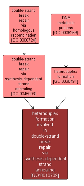 GO:0010709 - heteroduplex formation involved in double-strand break repair via synthesis-dependent strand annealing (interactive image map)