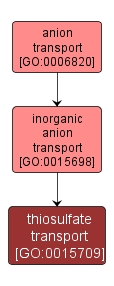 GO:0015709 - thiosulfate transport (interactive image map)