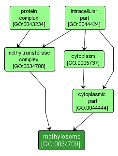 GO:0034709 - methylosome (interactive image map)