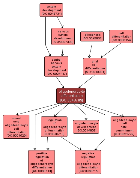 GO:0048709 - oligodendrocyte differentiation (interactive image map)