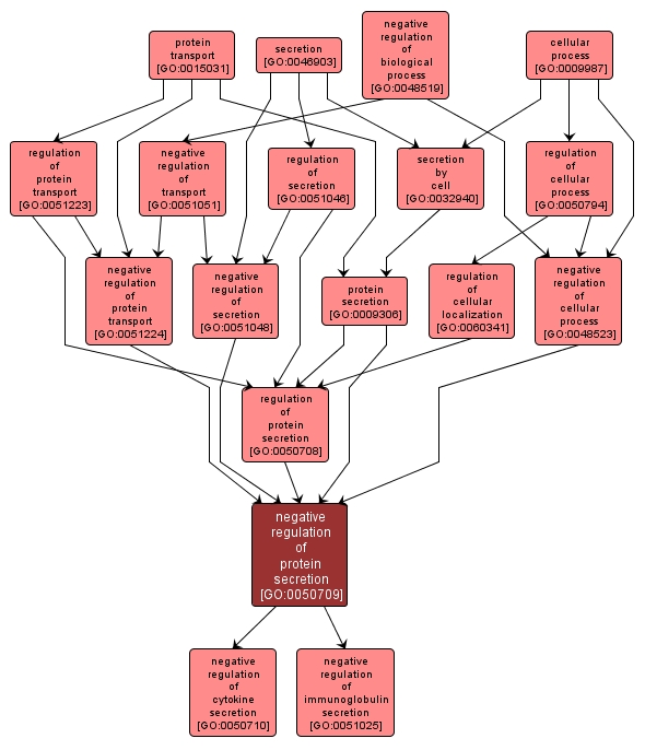 GO:0050709 - negative regulation of protein secretion (interactive image map)