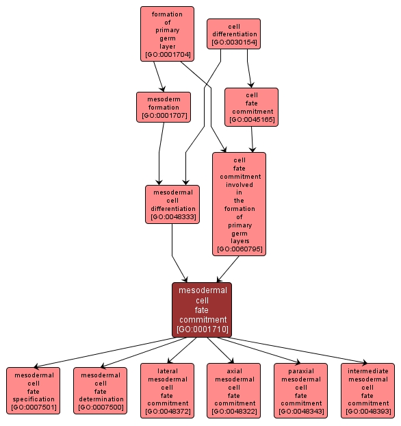 GO:0001710 - mesodermal cell fate commitment (interactive image map)