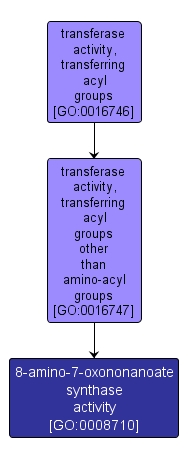 GO:0008710 - 8-amino-7-oxononanoate synthase activity (interactive image map)