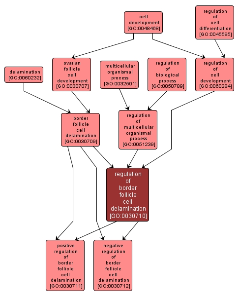 GO:0030710 - regulation of border follicle cell delamination (interactive image map)