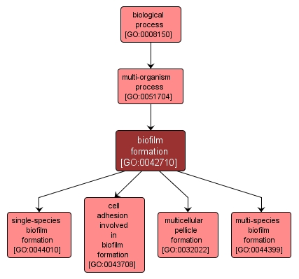 GO:0042710 - biofilm formation (interactive image map)