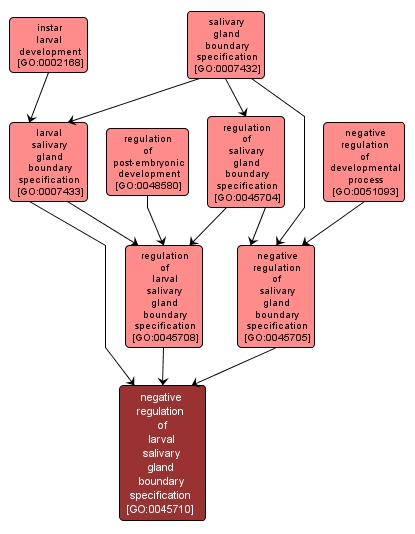 GO:0045710 - negative regulation of larval salivary gland boundary specification (interactive image map)