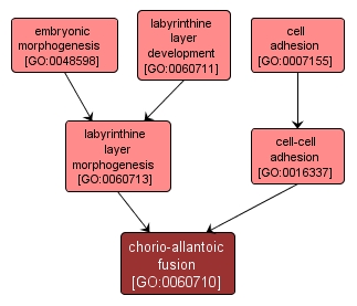 GO:0060710 - chorio-allantoic fusion (interactive image map)