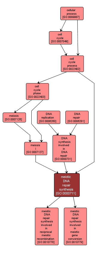 GO:0000711 - meiotic DNA repair synthesis (interactive image map)