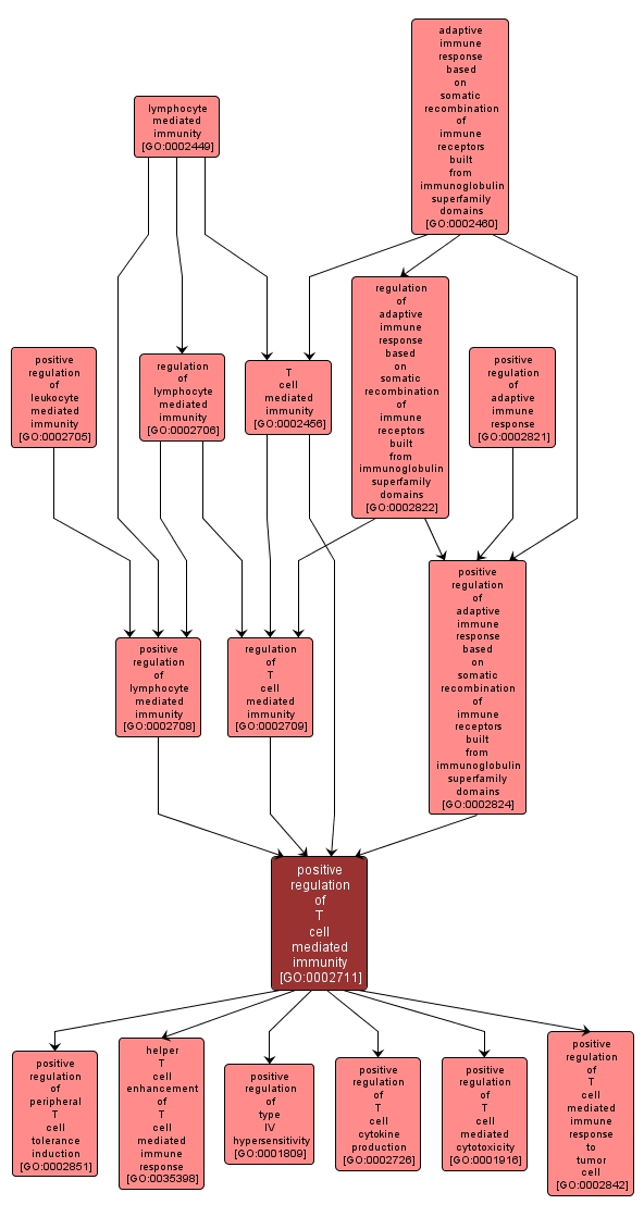 GO:0002711 - positive regulation of T cell mediated immunity (interactive image map)