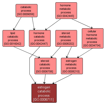 GO:0006711 - estrogen catabolic process (interactive image map)
