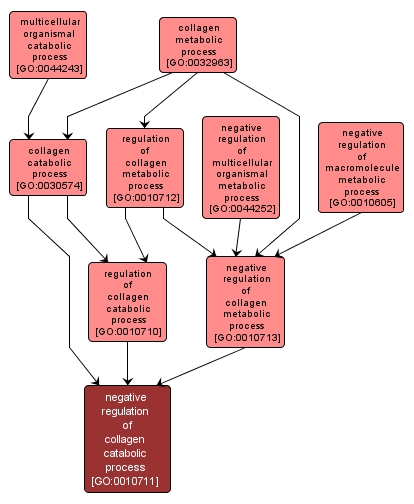 GO:0010711 - negative regulation of collagen catabolic process (interactive image map)