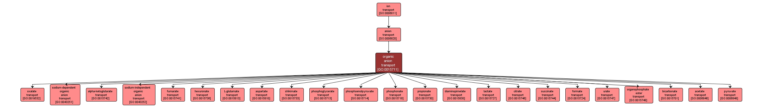 GO:0015711 - organic anion transport (interactive image map)